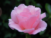 Foto: Entwickeln Sie sich durch das Problem und blühen auf, wie eine schöne Rose .